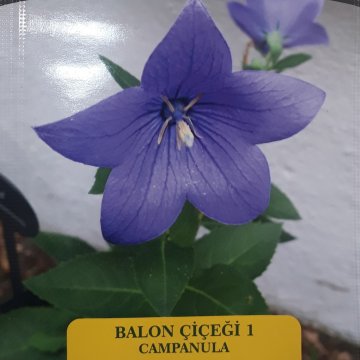 EURO Karışık Çiçek Tohumları 1 gr 